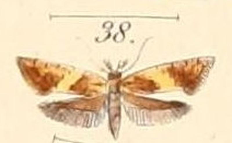 Pl.140-38-Oecophora munda (= Sabatinca incongruella)