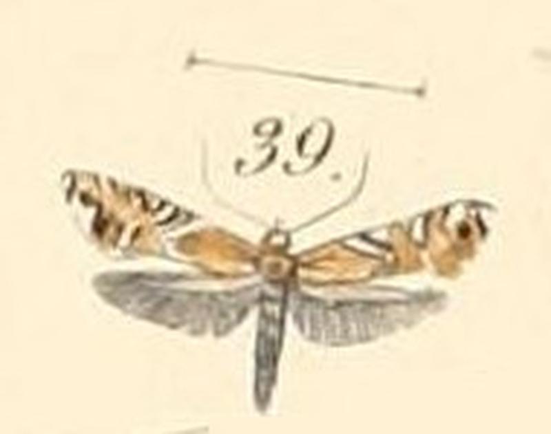 Pl.140-39-Glyphipteryx morangella