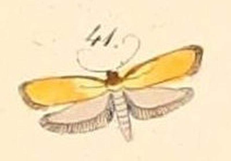 Pl.140-41-Oecophora melinella (=Tingena melinella (Felder & Rogenhofer 1875))