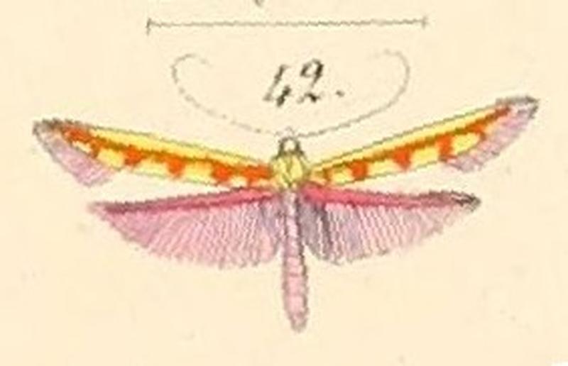 Pl.140-42-Stathmopoda miniella (=Macarostola miniella)