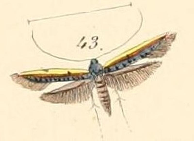 Pl.140-43-Gracilaria chrysitis (= Caloptilia chrysitis)