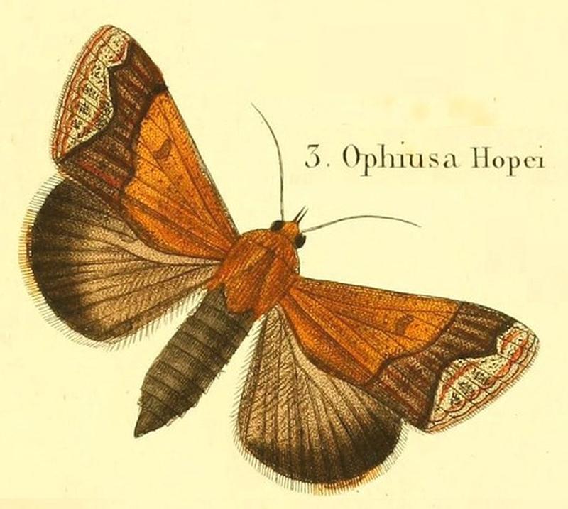 Pl.15-03-Ophiusa hopei (Boisduval, 1833)