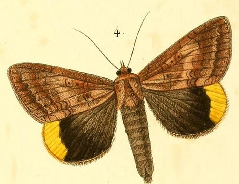 Pl.15-04-Achaea dejeanii (Boisduval, 1833)