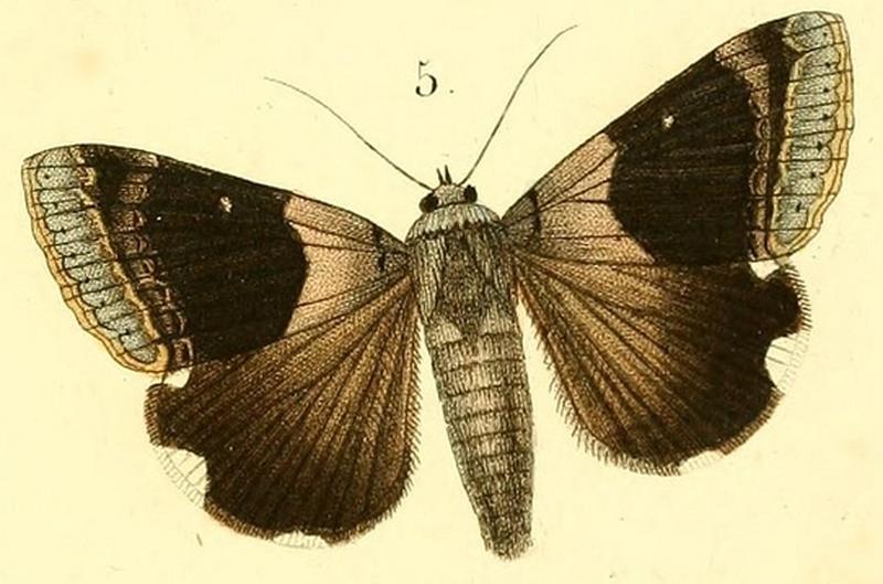 Pl.15-05-Achaea lienardi (Boisduval, 1833)