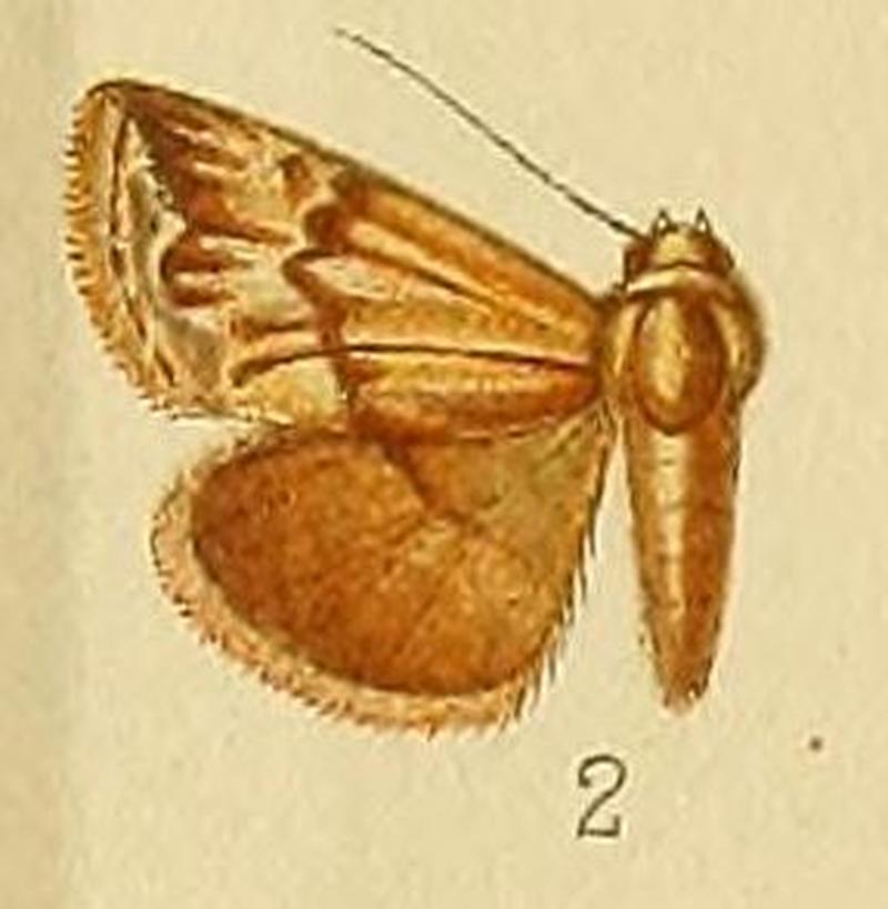 Pl.152-02-Eublemma staudingeri (Wallengren, 1875)