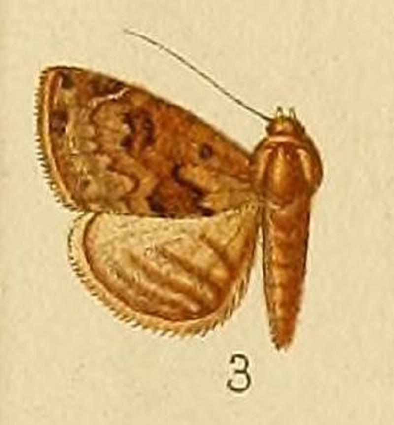 Pl.152-03-Eublemma nigrivitta Hampson, 1902