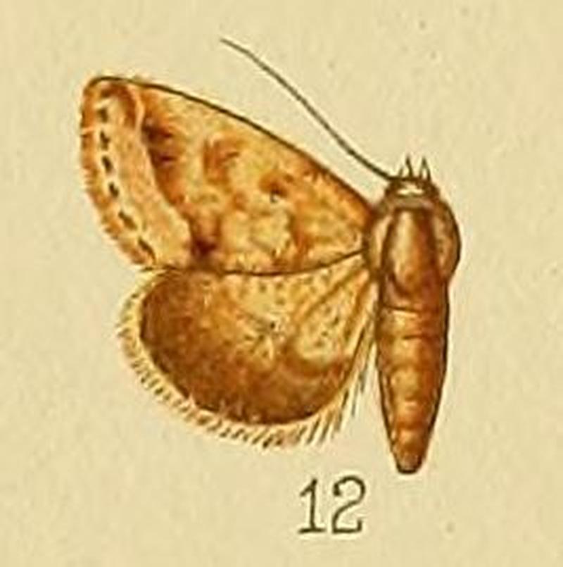 Pl.152-12-Eublemma apicata Distant, 1898