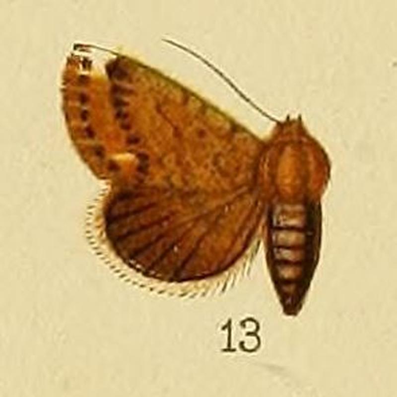 Pl.152-13-Eublemma apicata Distant, 1898