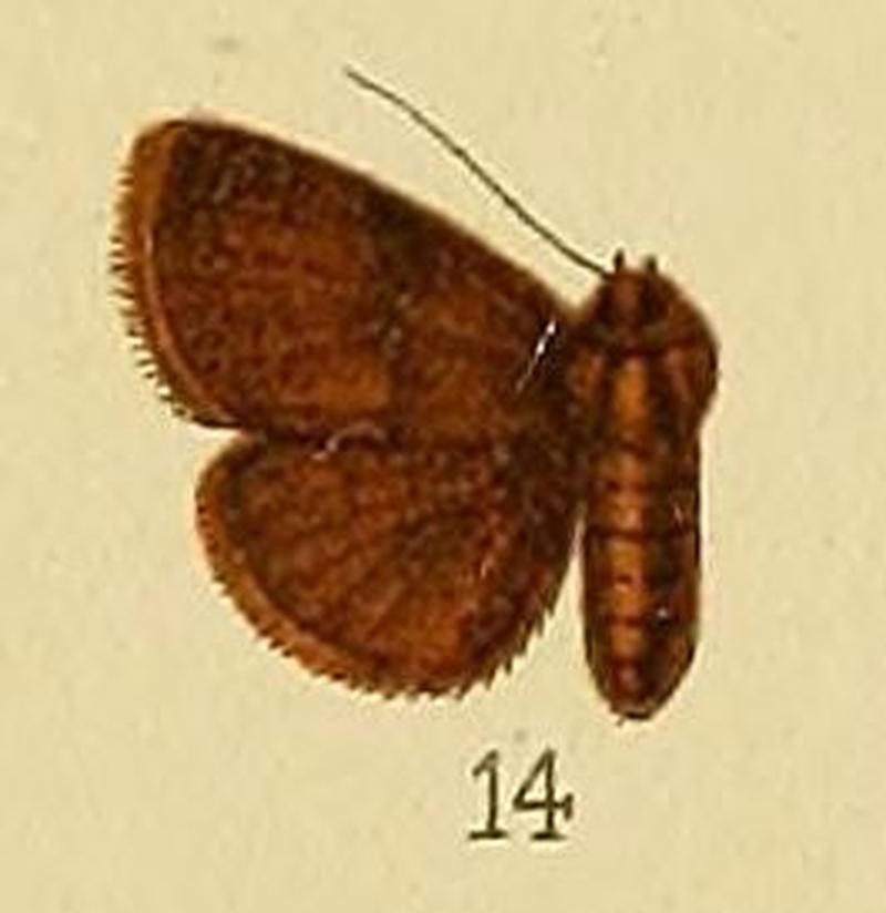 Pl.152-14-Eublemma nyctichroa Hampson, 1910