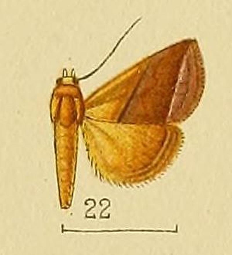 Pl.152-22-Eublemma perobliqua Hampson, 1910