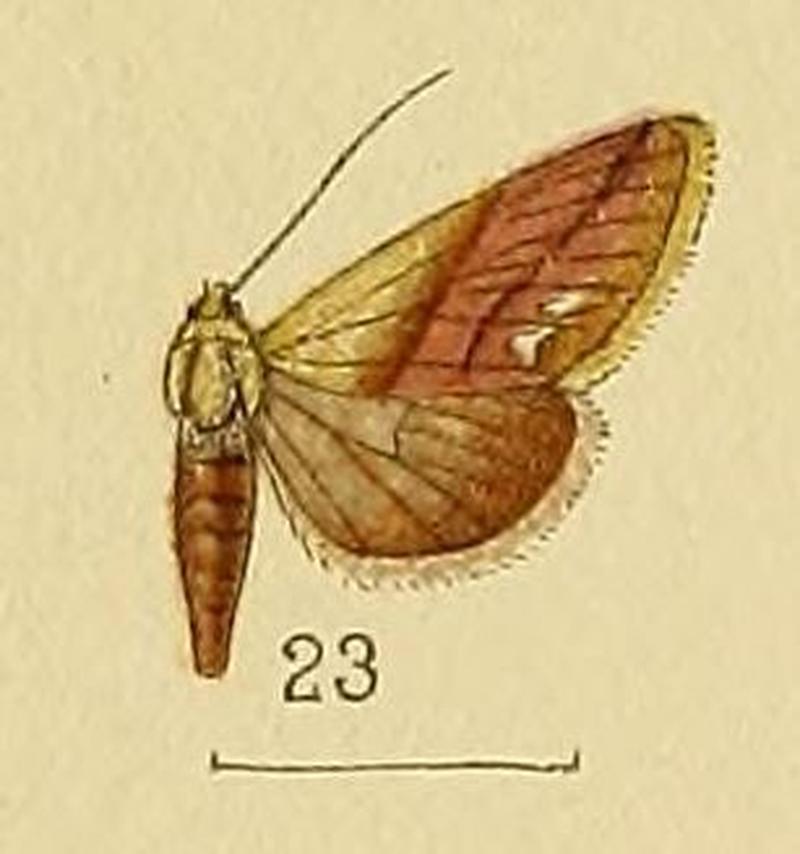 Pl.152-23-Eublemma acarodes Swinhoe, 1907