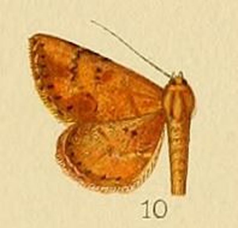 Pl.155-10-Cerynea ignealis Hampson, 1910