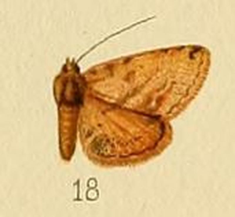 Pl.155-18-Cerynea ochreana (Bethune-Baker, 1908)