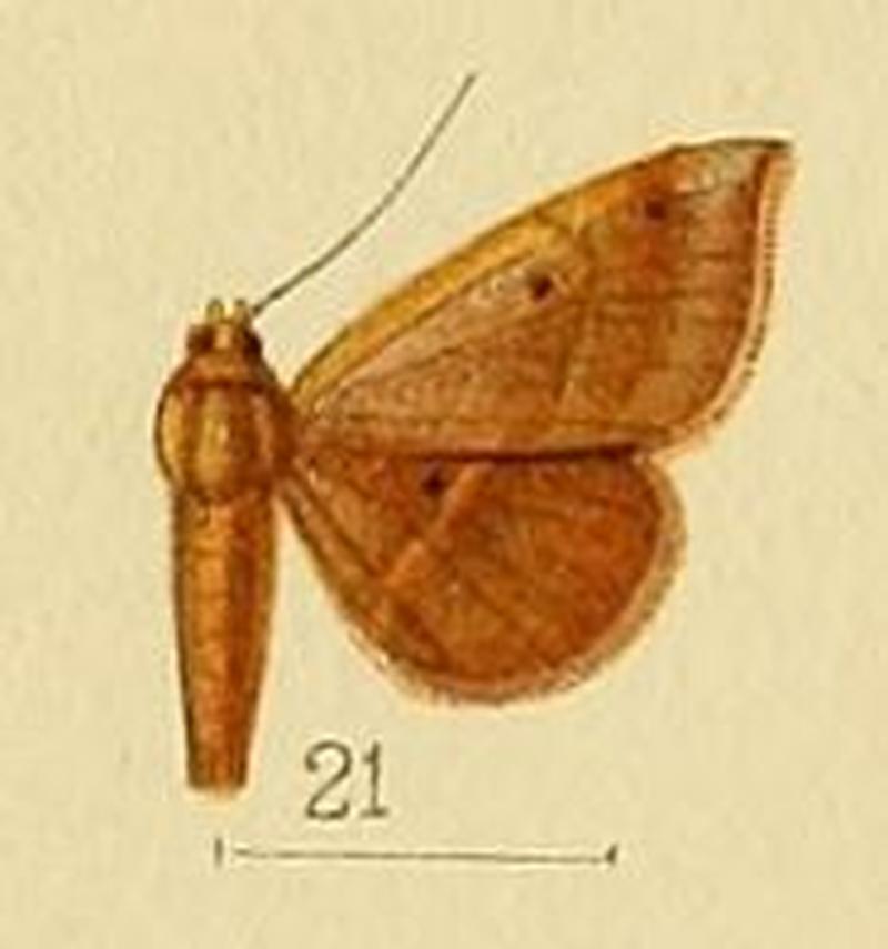 Pl.155-21-Cerynea porphyrea Hampson, 1910