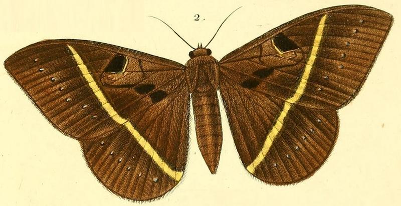 Pl.16-02-Cyligramma joa (Boisduval, 1833)