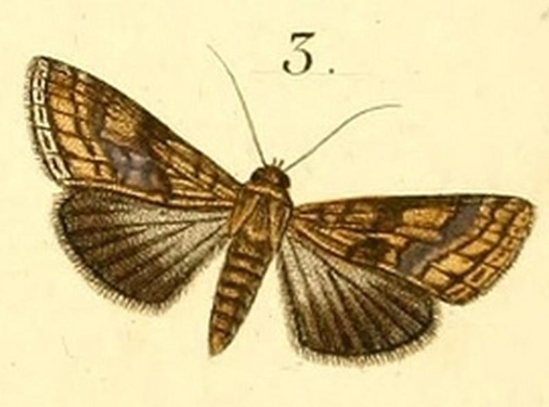 Pl.16-03-Lophoptera litigiosa (Boisduval, 1833)