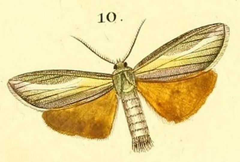 Pl.16-10-Sindris sganzini (Boisduval 1833)