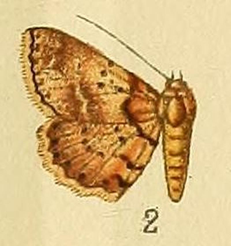 Pl.164-02-Lithacodia flavofimbria Saalmüller, 1891