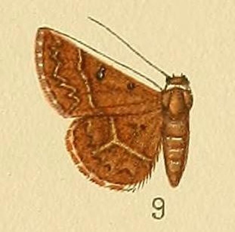 Pl.164-09-Deltote metachrysa (Hampson, 1910)