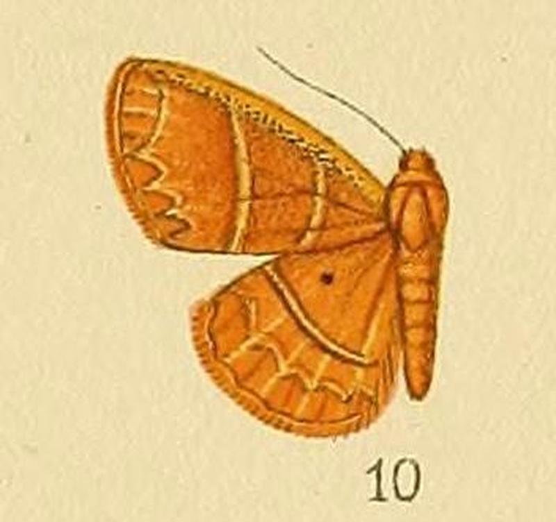 Pl.164-10-Deltote micronephra (Hampson, 1910) (Lithacodia)