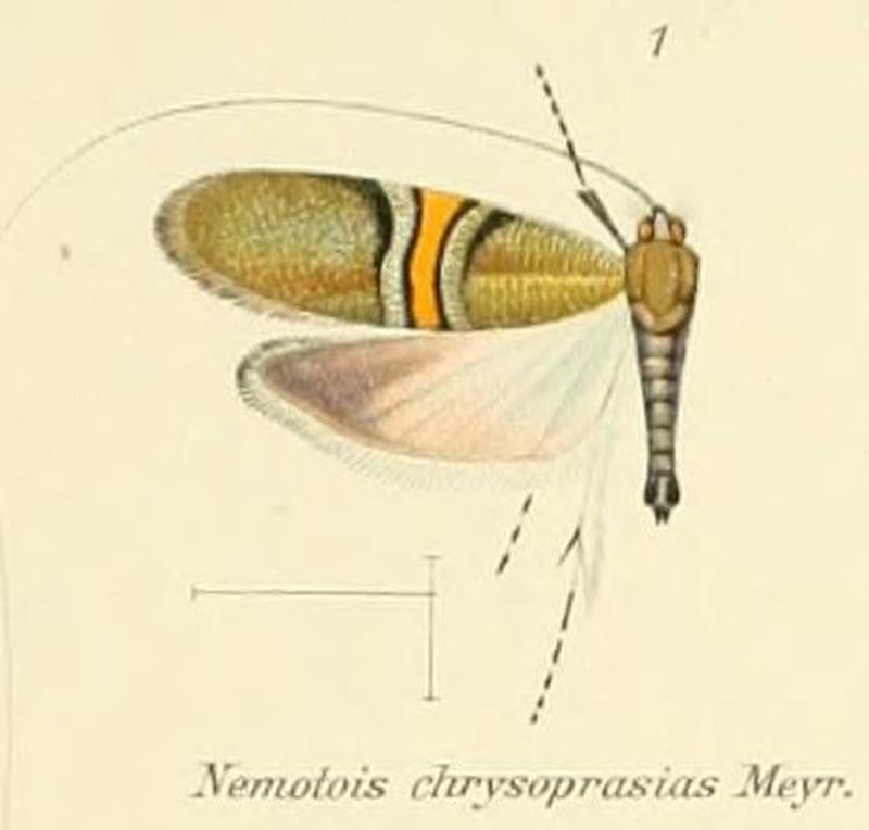 Pl.2-01-(Nemotois) Nemophora chrysoprasias (Meyrick 1907)