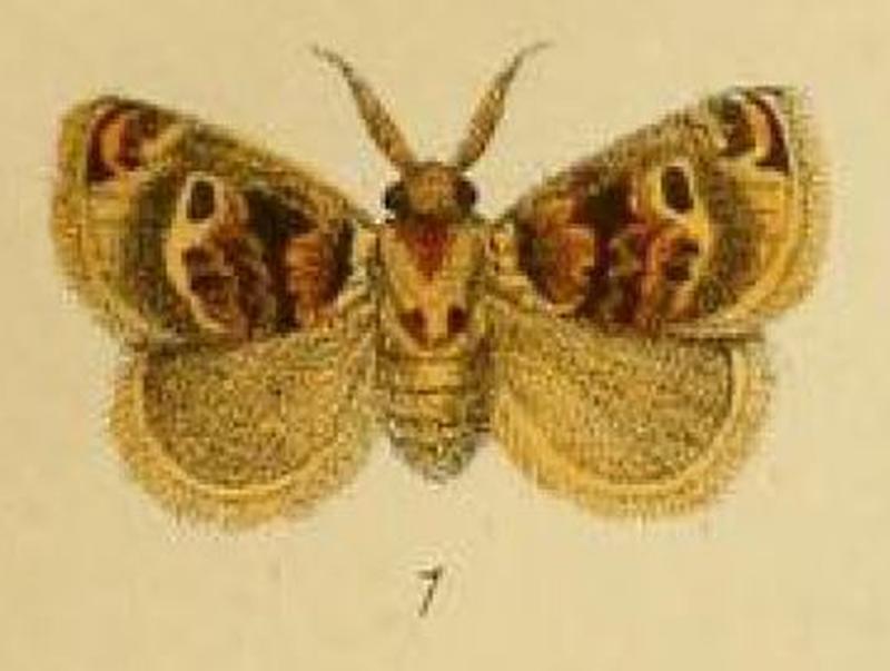 Pl.2-01-Heterolepis plötzi=Zinara ploetzi (Schaus & Clements, 1893)