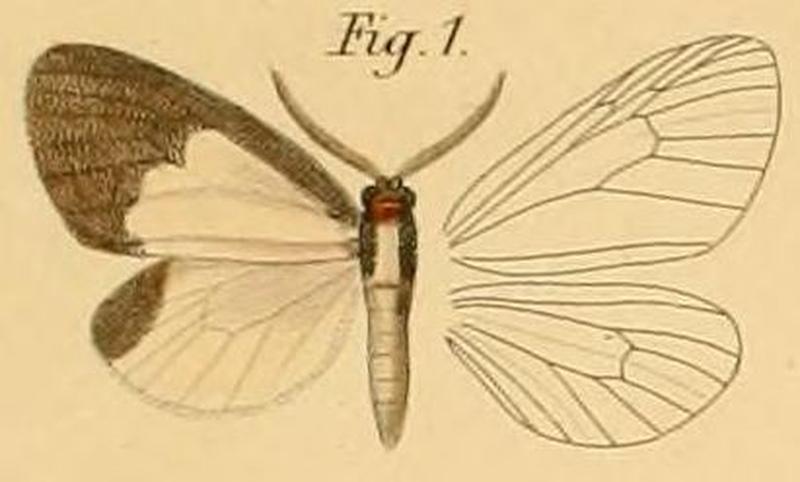 Pl.2-01-Hylemera doleris=Terina doleris (Plötz, 1880)