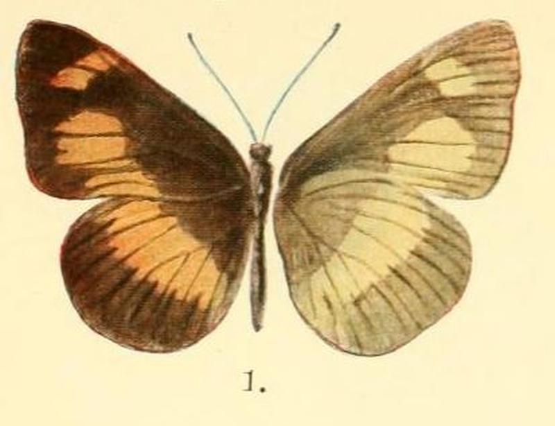 Pl.2-01-Neptis exaleuca Karsch, 1894