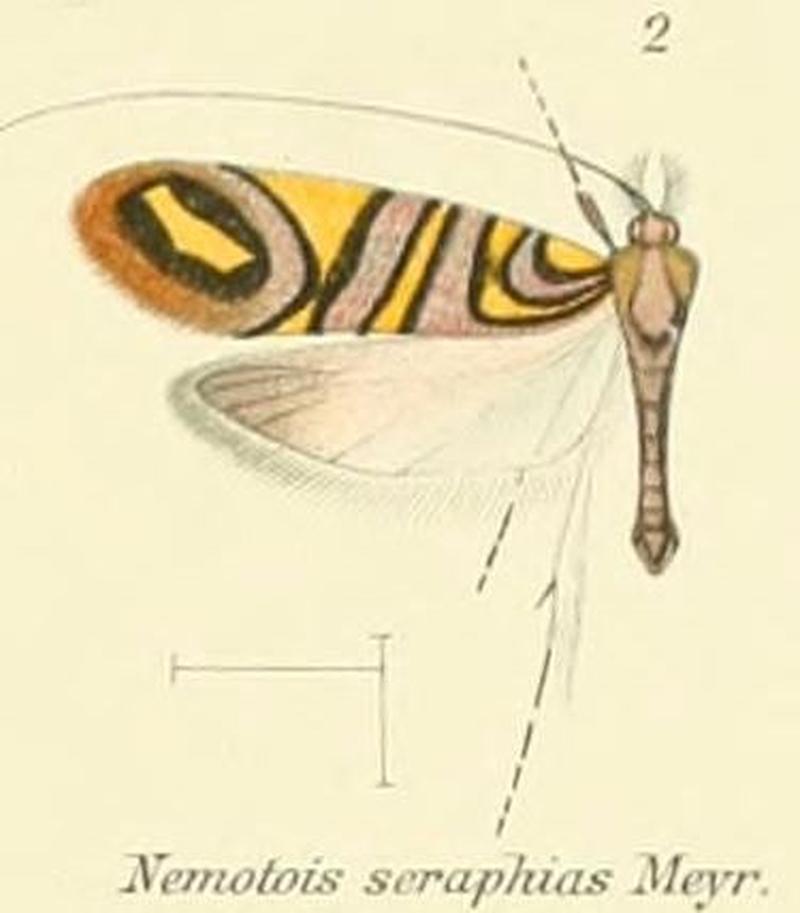 Pl.2-02-(Nemotois) Nemophora seraphias (Meyrick, 1907)