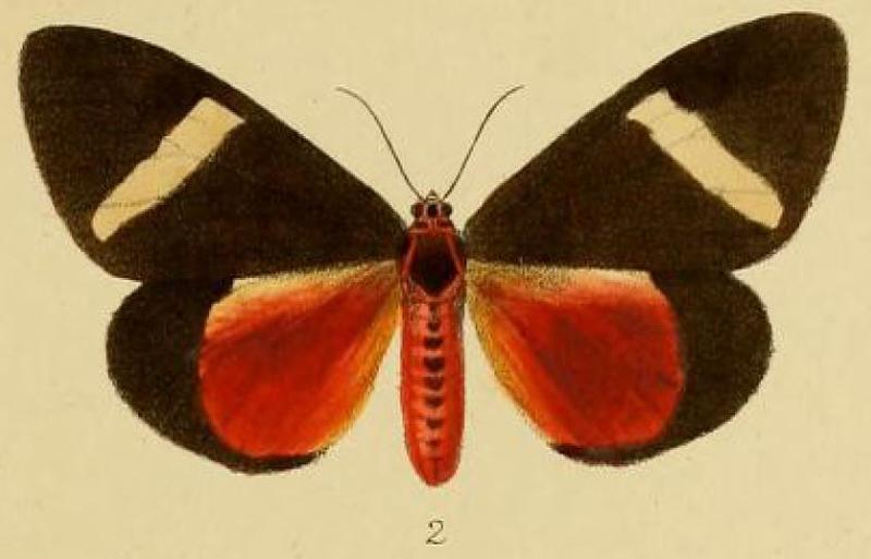 Pl.2-02-Aletis flammea=Neuroxena flammea (Schaus & Clements, 1893)
