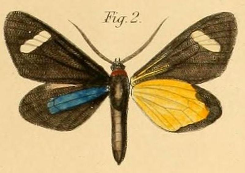 Pl.2-02-Türckheimia lynckerii=Pitthea perspicua (Linnaeus, 1758)