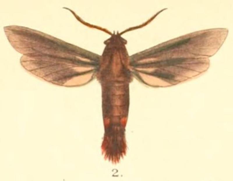 Pl.2-02-Trilochana scolioides Moore, 1879