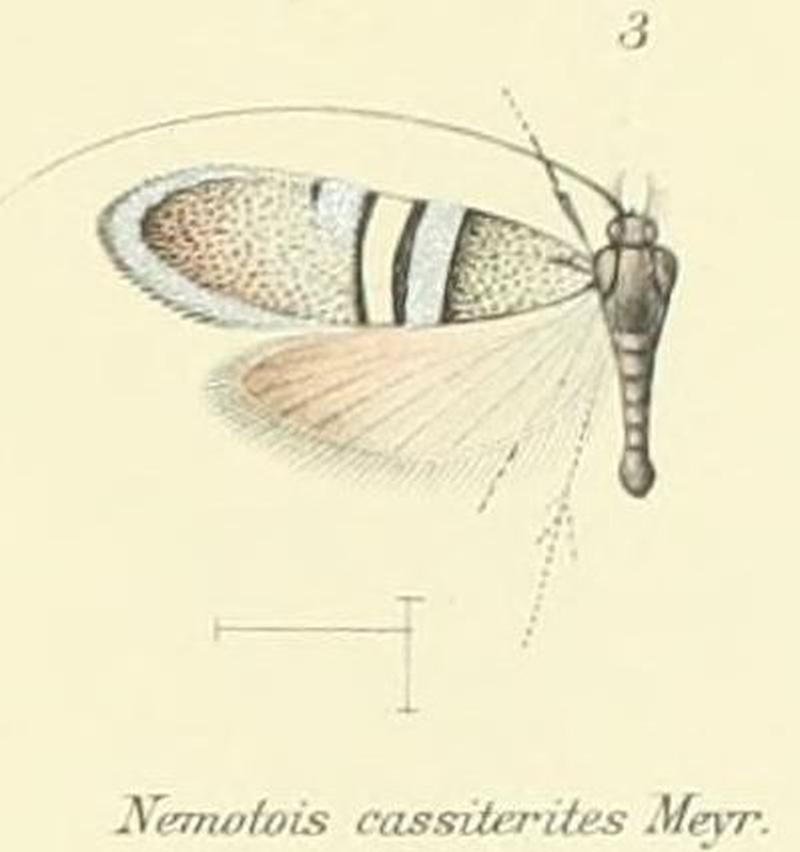 Pl.2-03-(Nemotois) Nemophora cassiterites (Meyrick, 1907)