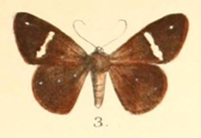 Pl.2-03-Herimba atkinsoni Moore, 1879