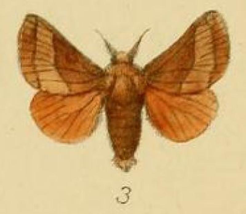 Pl.2-03-Miresa syrtis=Omocena syrtis (Schaus & Clements, 1893)