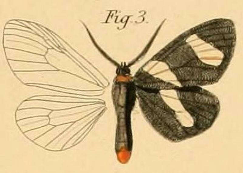 Pl.2-03-Pitthea trifasciata Dewitz, 1881