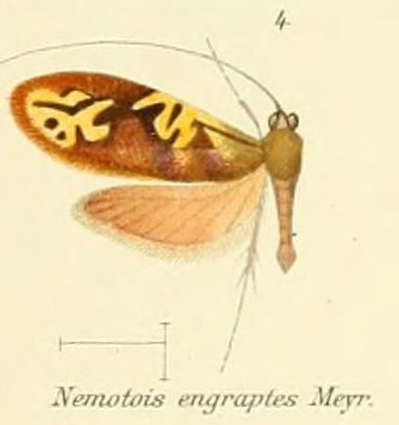 Pl.2-04-(Nemotois) Nemophora engraptes (Meyrick, 1907)
