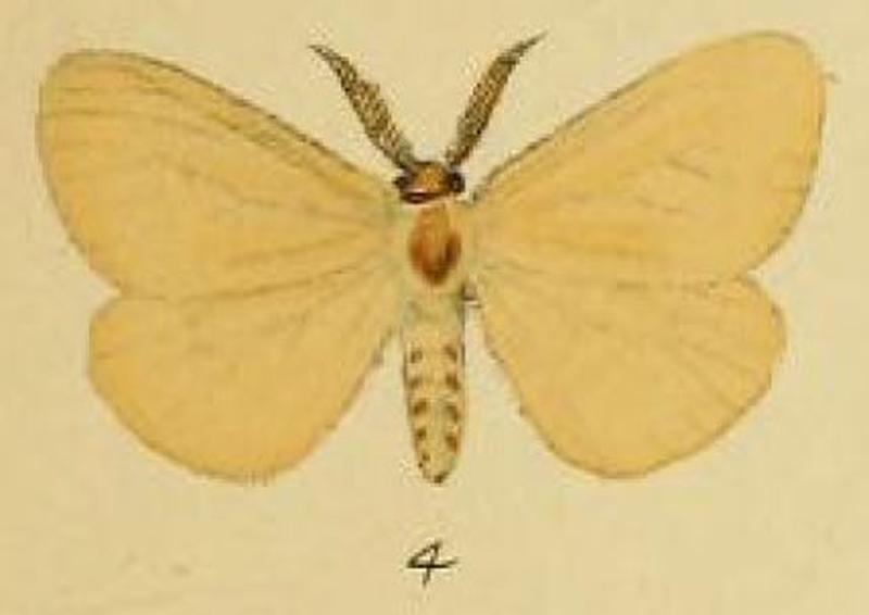 Pl.2-04-Artaxa modesta=Cropera modesta (Schaus & Clements, 1893)