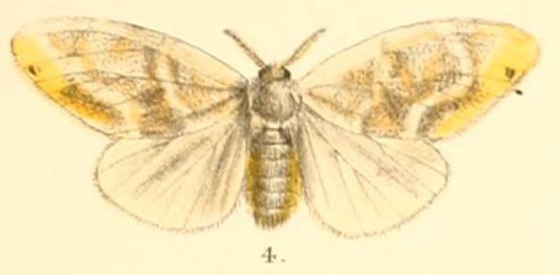 Pl.2-04-Euproctis bipartita (Moore, 1879) (Chaerotricha)