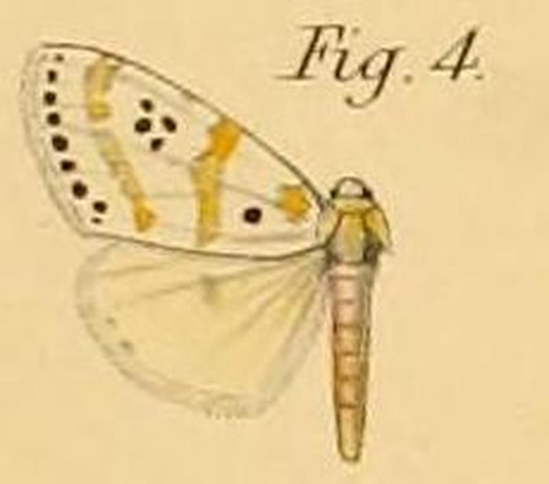 Pl.2-04-Lacipa quadripunctata Dewitz, 1881