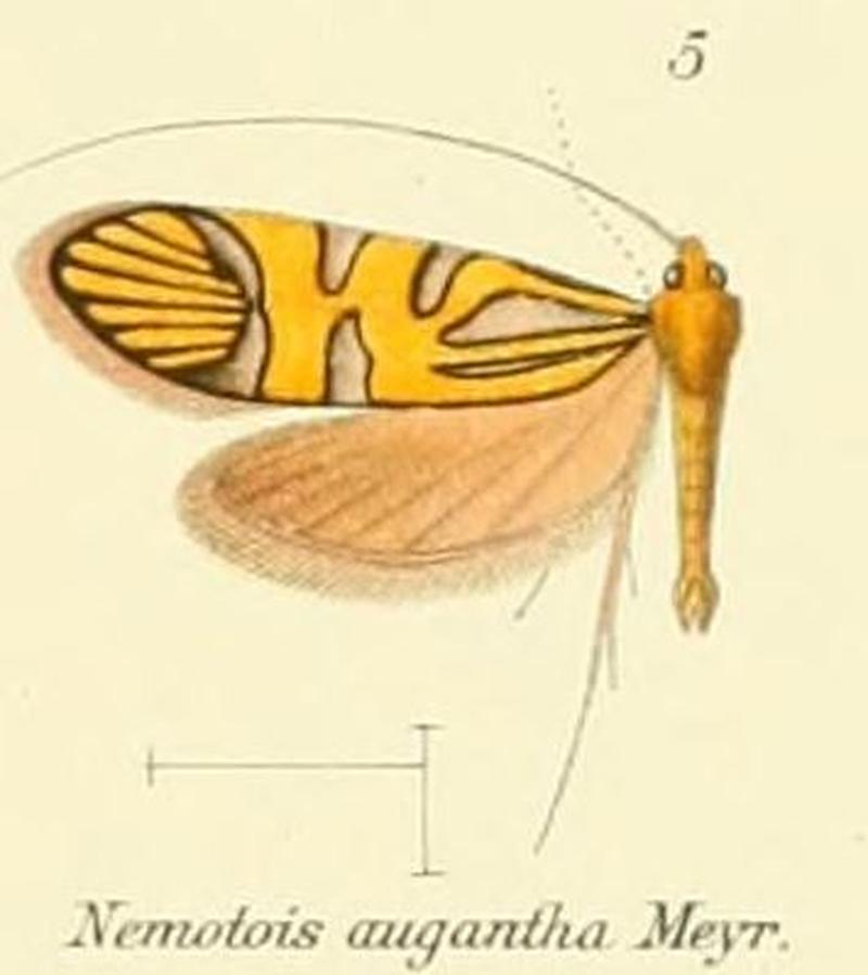 Pl.2-05-(Nemotois) Nemophora augantha (Meyrick 1907)