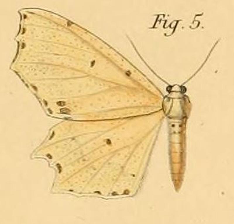 Pl.2-05-Endropia packardii=Narthecusa perplexata (Walker, 1862)
