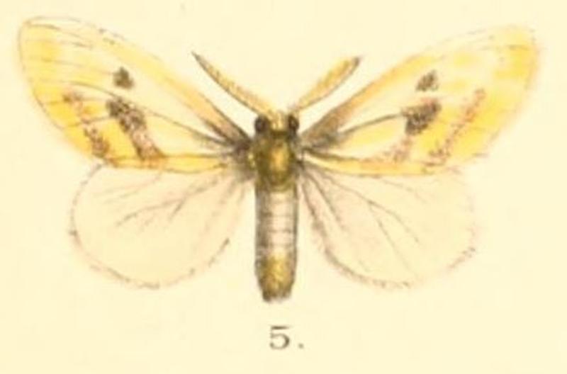 Pl.2-05-Euproctis venosa (Moore, 1879) (Artaxa)