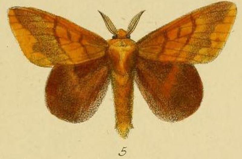 Pl.2-05-Lasiocampa maera=Chrysopsyche mirifica (Butler, 1878)