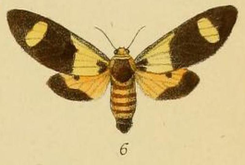 Pl.2-06-Casphalia picta Schaus & Clements 1893
