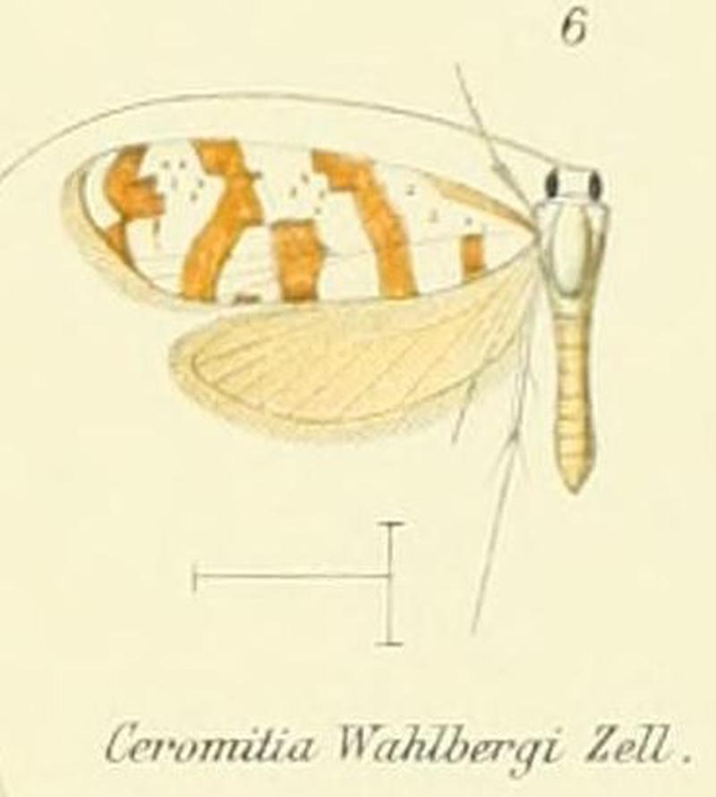 Pl.2-06-Ceromitia wahlbergi Zeller, 1852