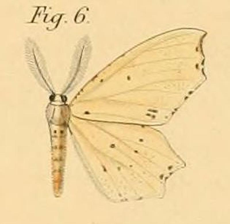 Pl.2-06-Endropia packardii=Narthecusa perplexata (Walker, 1862)