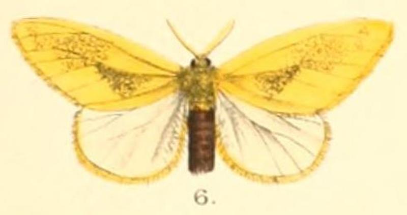 Pl.2-06-Euproctis dispersa (Moore, 1879) (Artaxa)