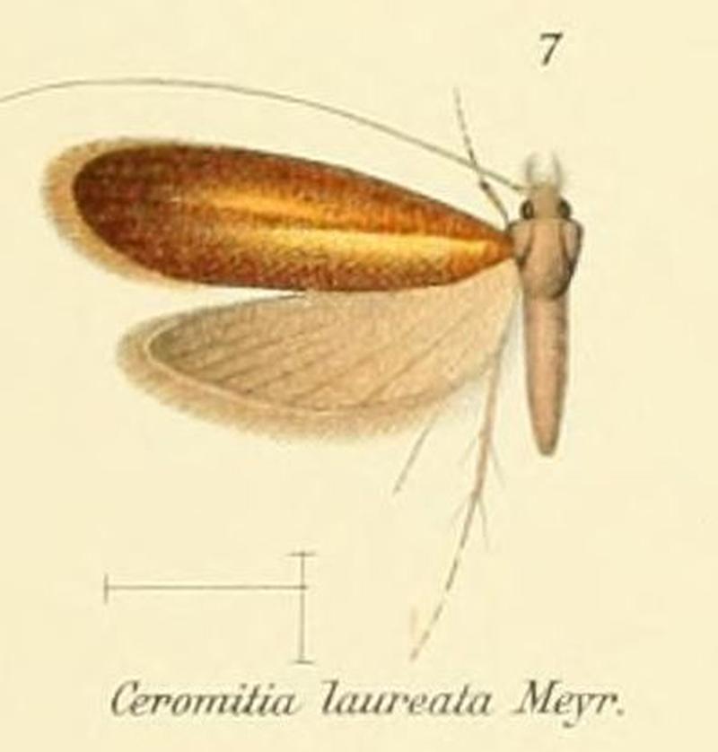 Pl.2-07-Ceromitia laureata Meyrick