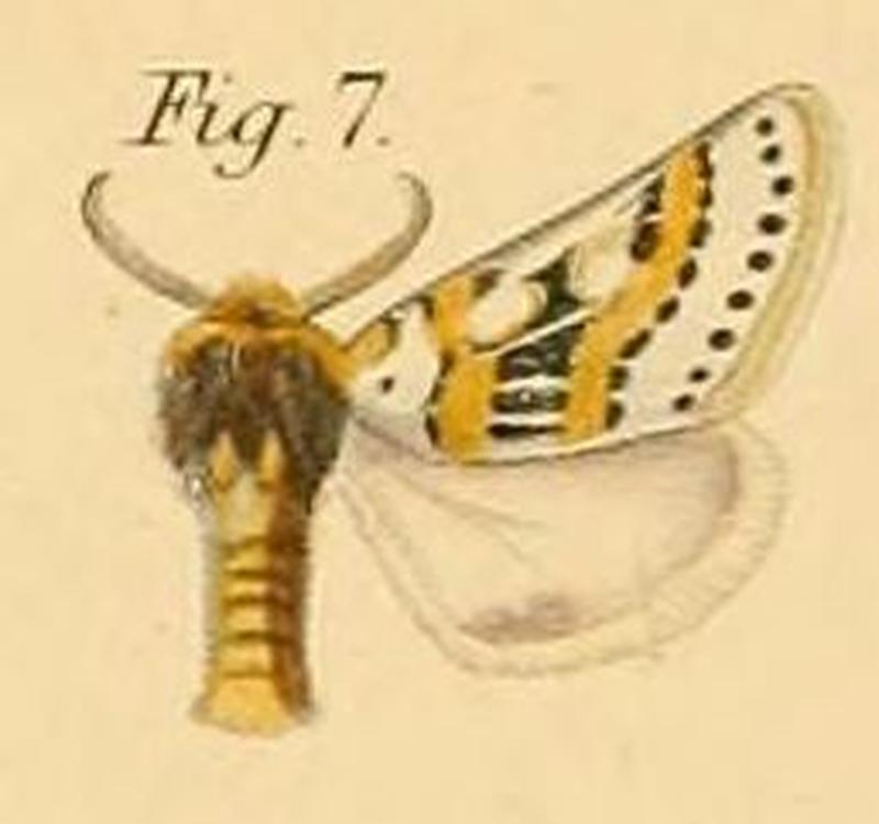 Pl.2-07-Lacipa distantii=Procanthia distantii (Dewitz, 1881)